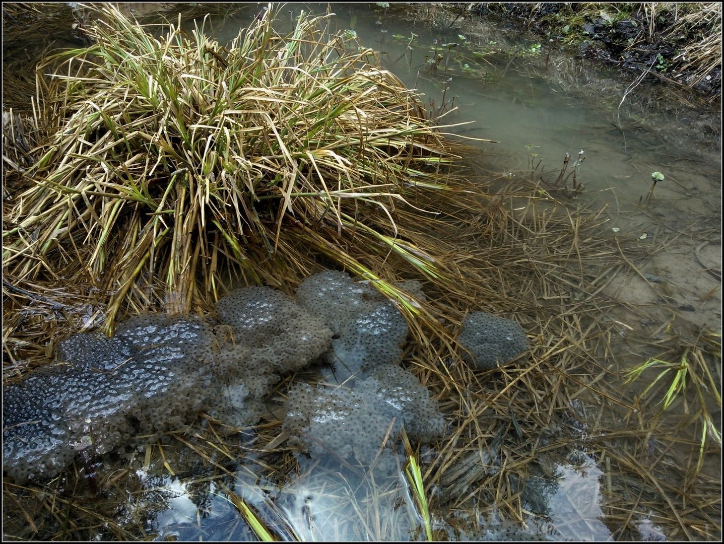 ...für Frosch-Nachwuchs ist im Waldwasser bestens gesorgt...