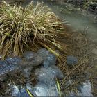 ...für Frosch-Nachwuchs ist im Waldwasser bestens gesorgt...