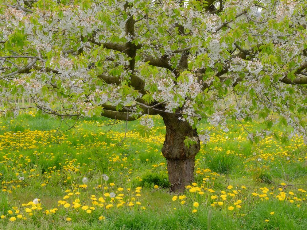 Für Frühlingsgenieser