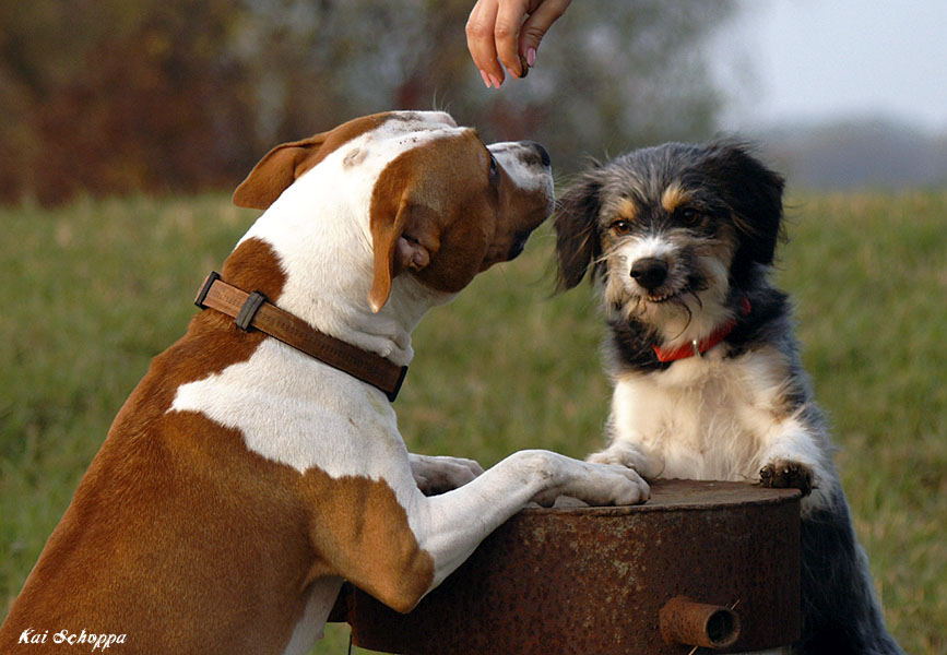 Für Futter nehm ich´s auch mit ´nem "Kampfhund" auf