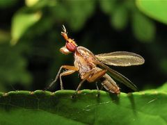 FÜR GERDT : Die Hornfliege Limnia unguicornis als Seiltänzerin vor dem Start