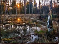 Für gute Luft …..Save Soil