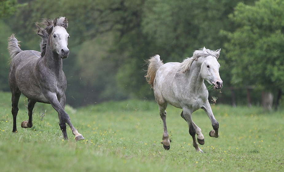 Für gutes Gras lauf ich meilenweit !