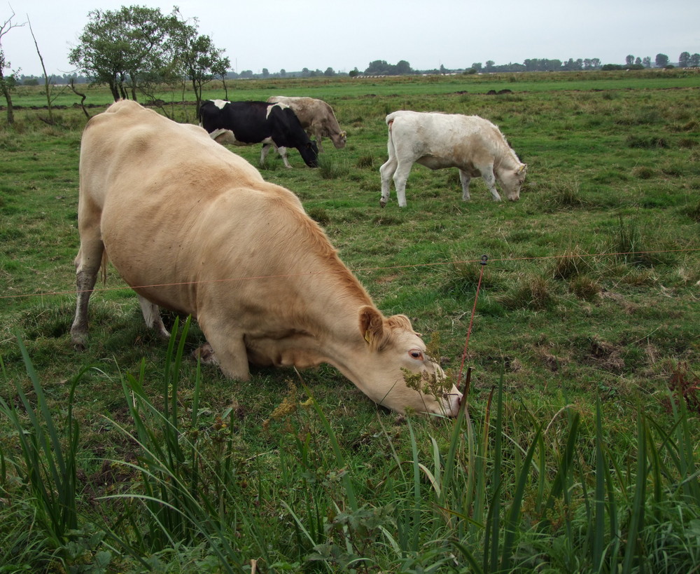 Für gutes Grass mach ich alles!