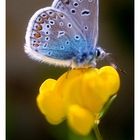 ...für HaDis Schmetterlingsbuch....