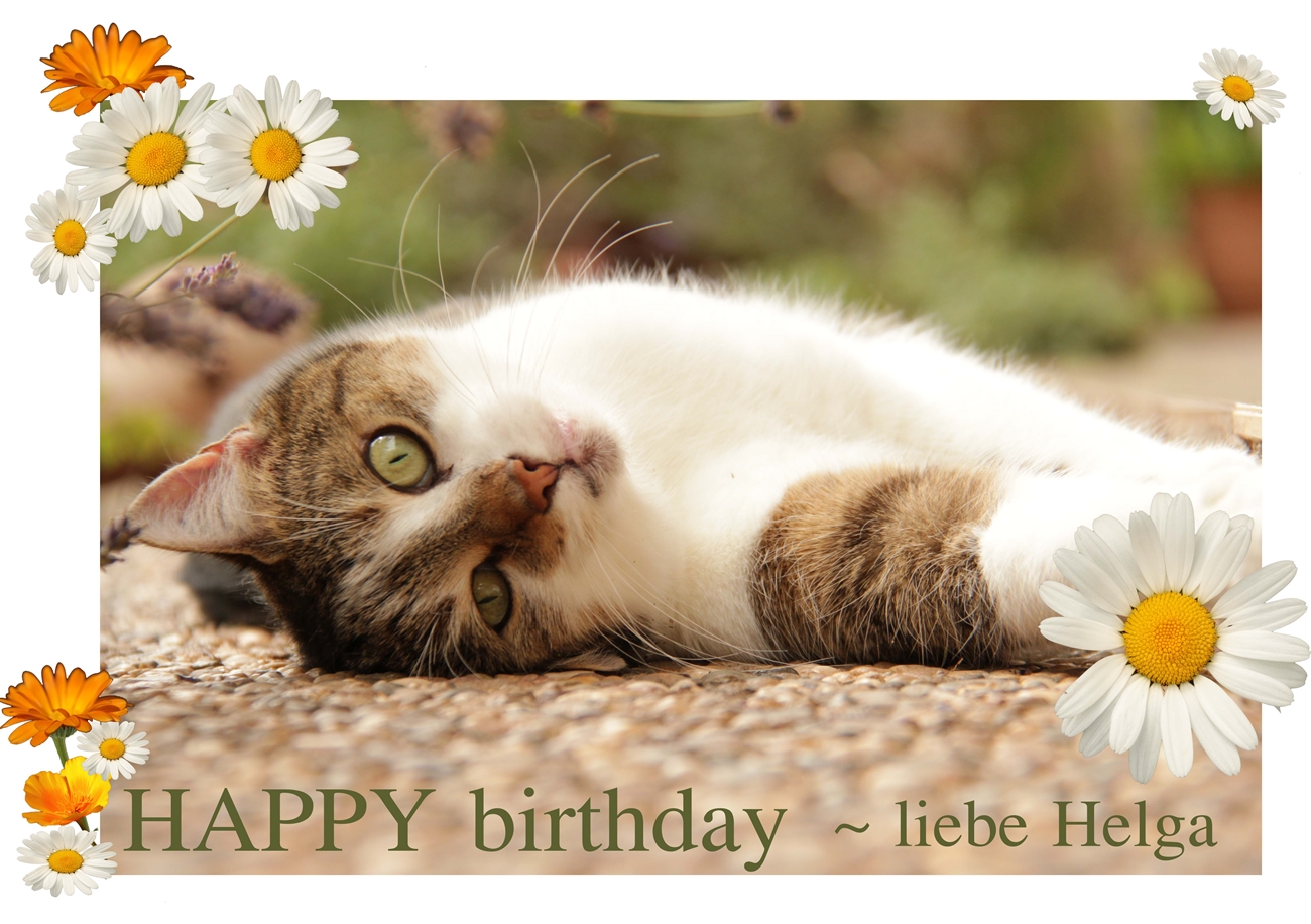 Happy Birthday Foto Bild Spezial Katzen Geburtstag Bilder