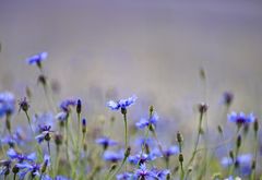 Für heuer die letzten in Castelluccio