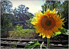 für heute eine Sonnenblume