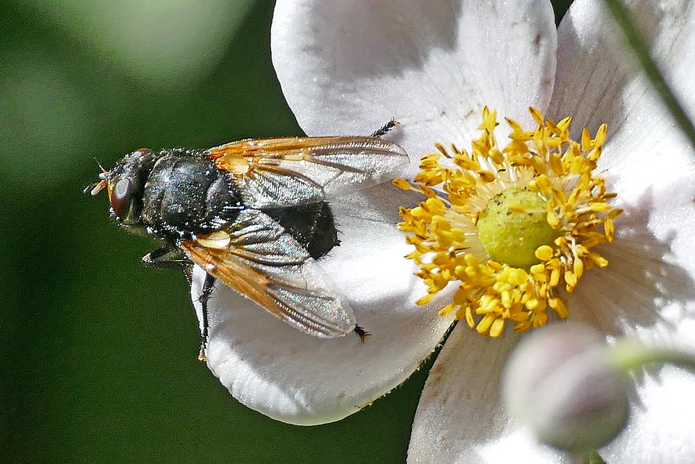 für heute habe ich genug von der Blüte