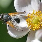 für heute habe ich genug von der Blüte