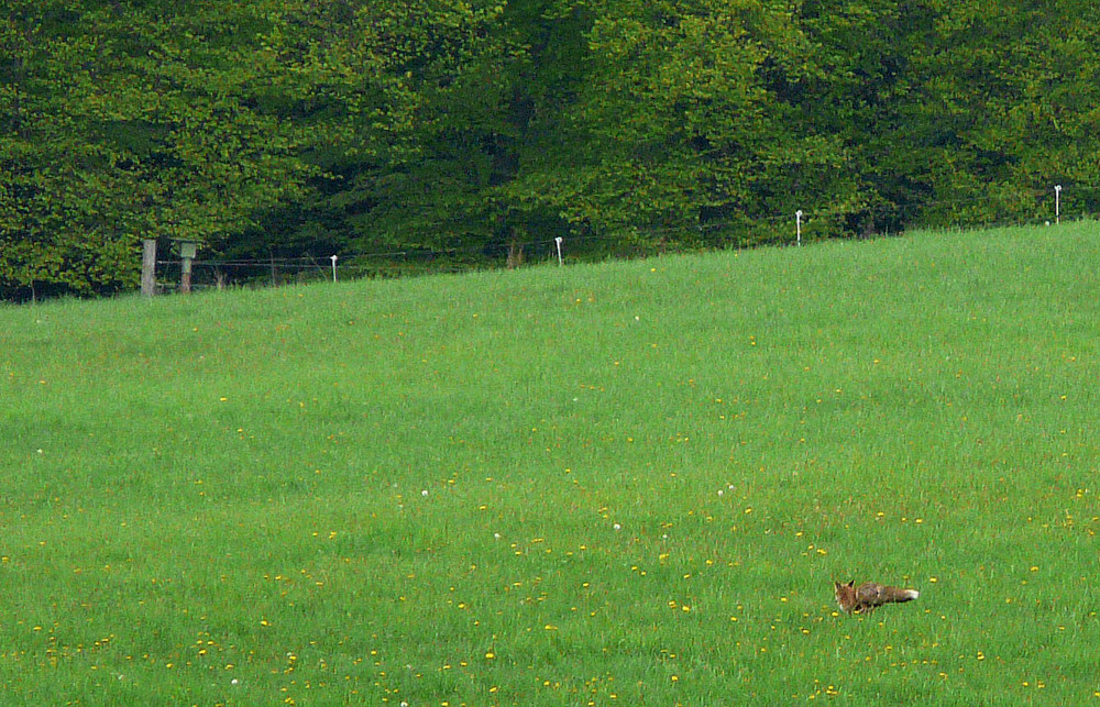 Für Hubertus - nur ein Beweisfoto: Fox on the Run