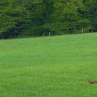 Für Hubertus - nur ein Beweisfoto: Fox on the Run