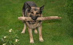 Für Hundebesitzer der Spartipp von "Holzsammler" - Rika