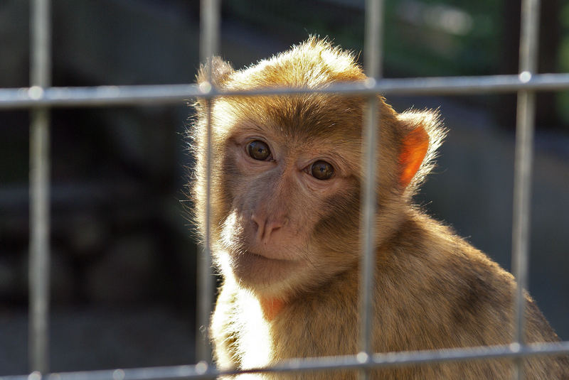 Für immer hinter Gittern