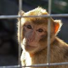 Für immer hinter Gittern