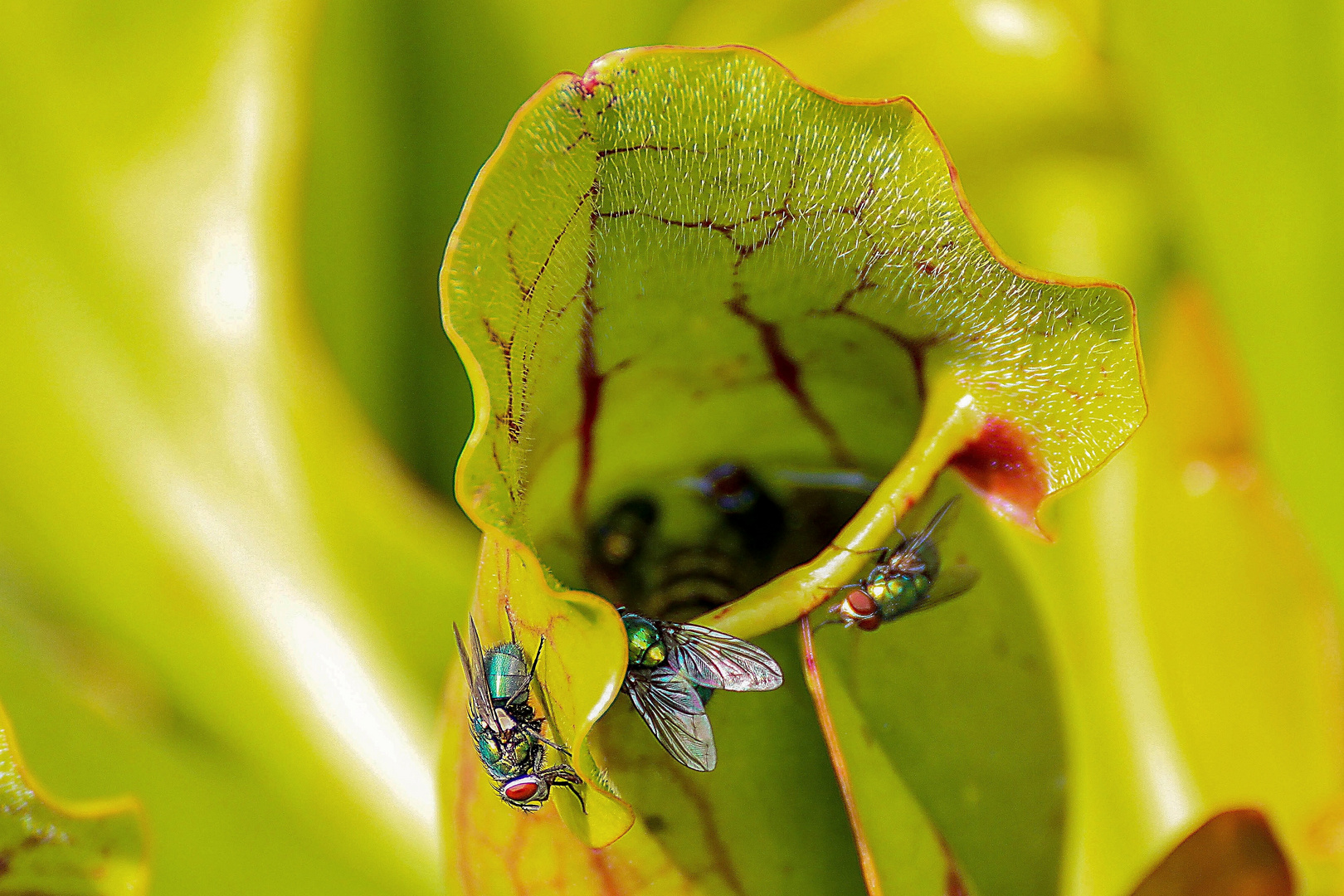 für Insekten tödlich