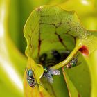 für Insekten tödlich