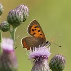 Für Insekten wie den Kleinen Feuerfalter