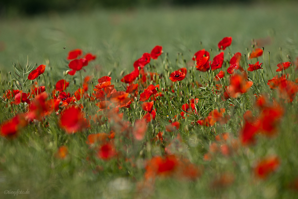 Für jede Blüte 1 Tag voller Glück...