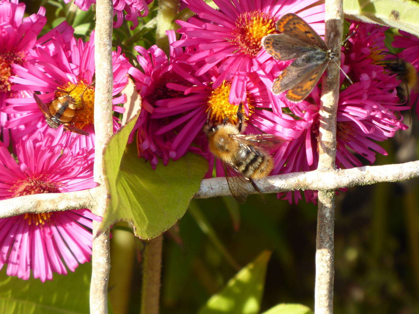 Für jeden eine Blüte