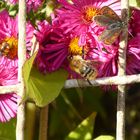 Für jeden eine Blüte