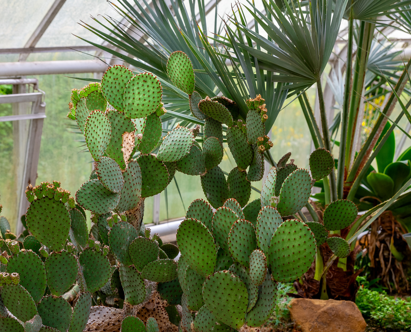 Für Kaktus Liebhaber aus der Orangerie im Botanischen-Garten Münster. 