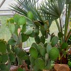 Für Kaktus Liebhaber aus der Orangerie im Botanischen-Garten Münster. 