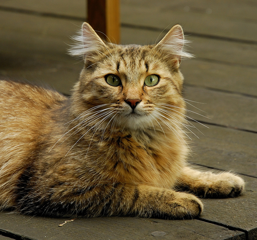 ...für Katzenfreunde II .......