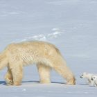 Für kleine Eisbären ist die Wanderung zu den Jagdgründen eine große Strapaze