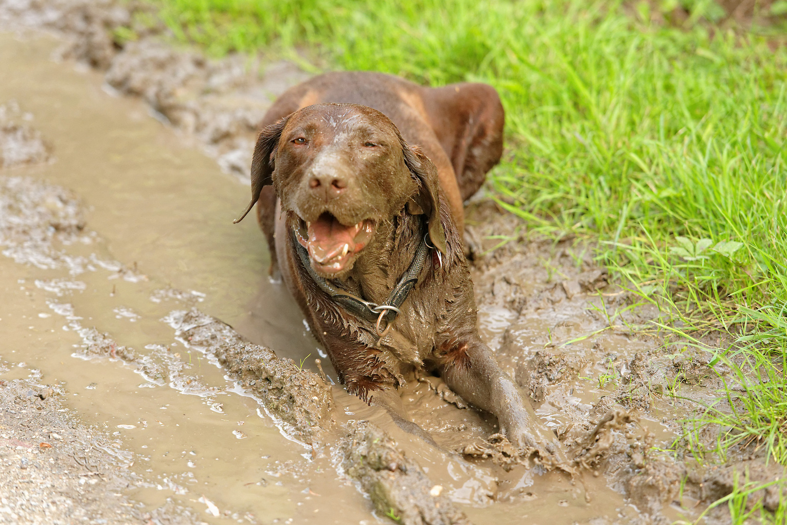 für leidende Hundebesitzer