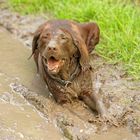 für leidende Hundebesitzer