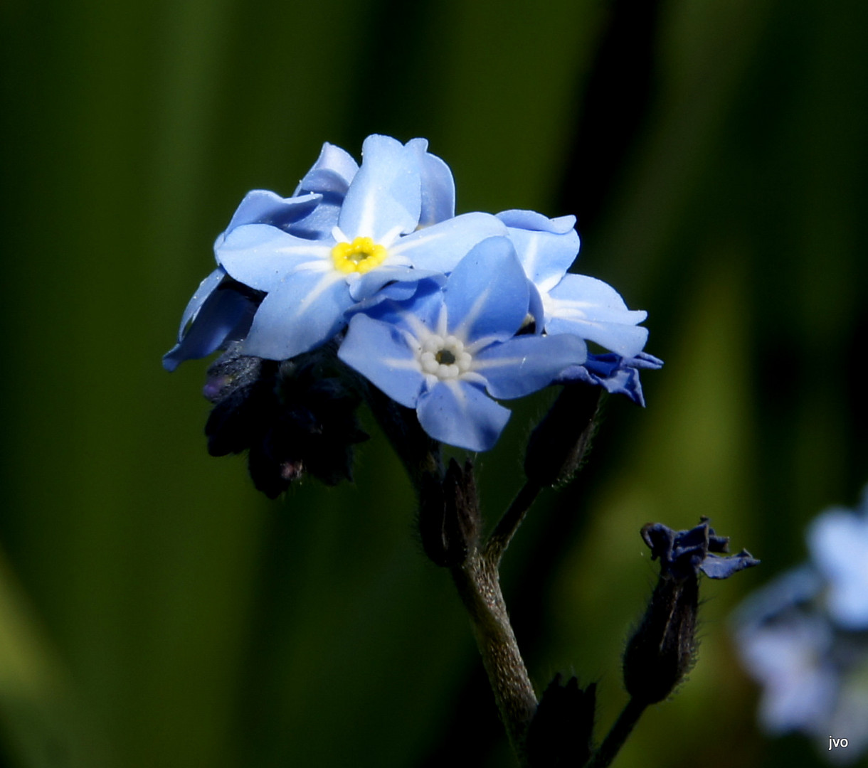 für Lilly.