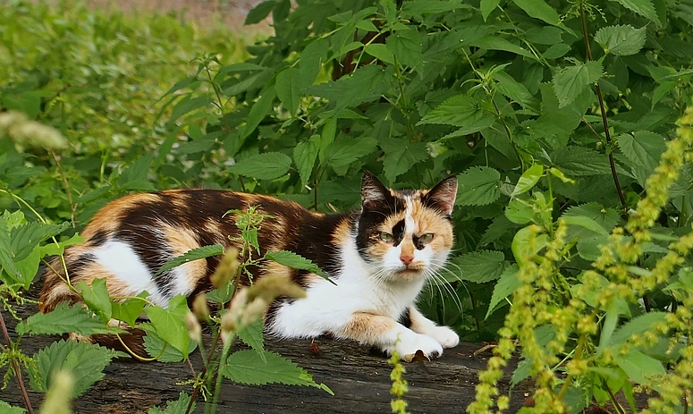 Für Louisa