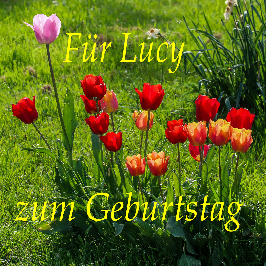 Für Lucy zum Geburtstag