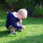 Für Mama...., das letzte Gänseblümchen