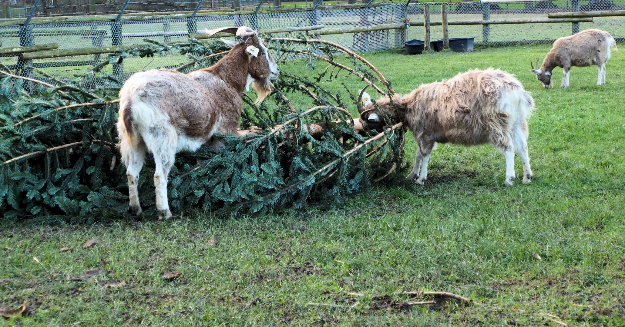 Für manche ist Weihnachten noch nicht vorbei ..