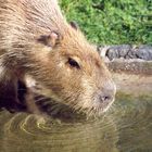 Für manche Tiere braucht man Zeit 2