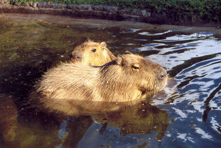 Für manche Tiere braucht man Zeit