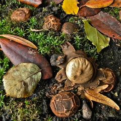 Für Manfred Fries - HERBSTFARBEN III: Der Rötende Erdstern (Bild 9) - Geastrum rufescens, . . .