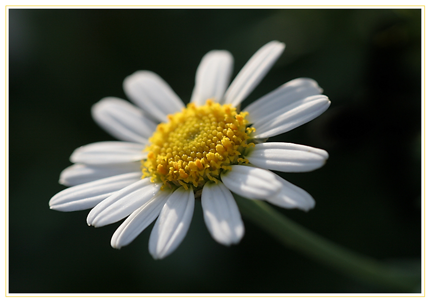 für Marguerite