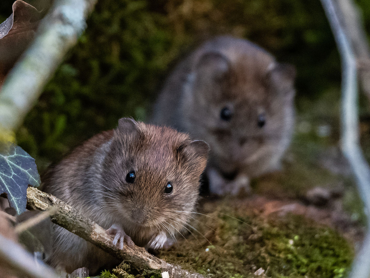 Für Mary.D. Zwei Mäuse genießen die Abendsonne Foto & Bild tiere