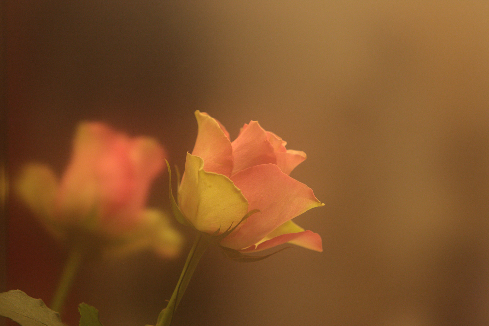 für meine rosenblüte