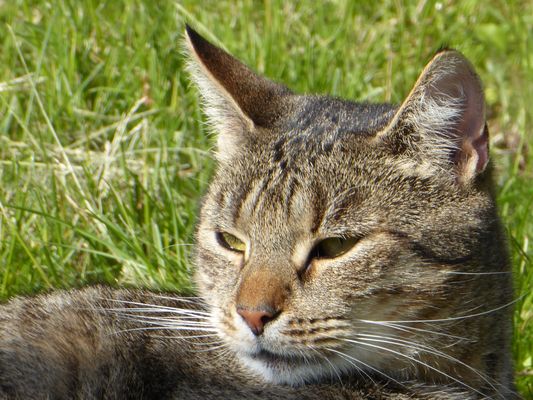Für Merle zum Burzeltag