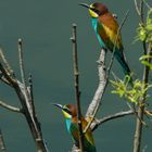 Für mich der schönste Vogel der Schweiz