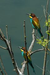 Für mich der schönste Vogel der Schweiz