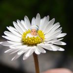 für mich die schönste Blume der Welt!