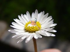 für mich die schönste Blume der Welt!