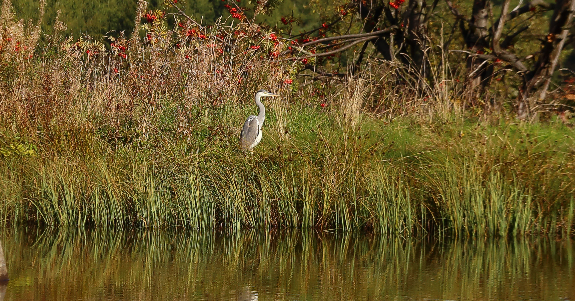 Für mich ein Bild von großer Bedeutung denn es ist der erste Graureiher von mir in der Natur