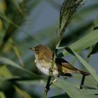 Für mich: Ein Rohrspatz