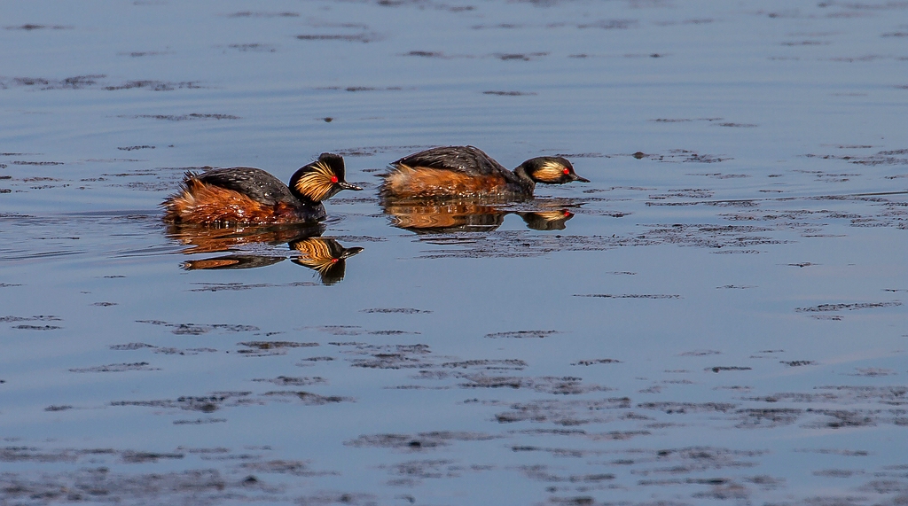 Für mich ein sehr schöner Wasservogel - der Schwarzhalstaucher